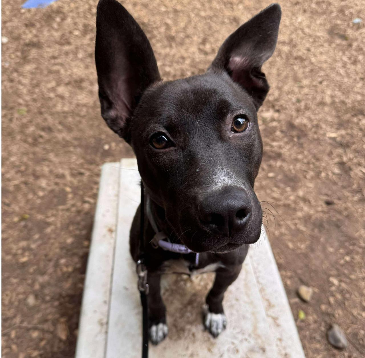 Sadie, Adoptable, Young Female American Staffordshire Terrier & Australian Cattle Dog / Blue Heeler.