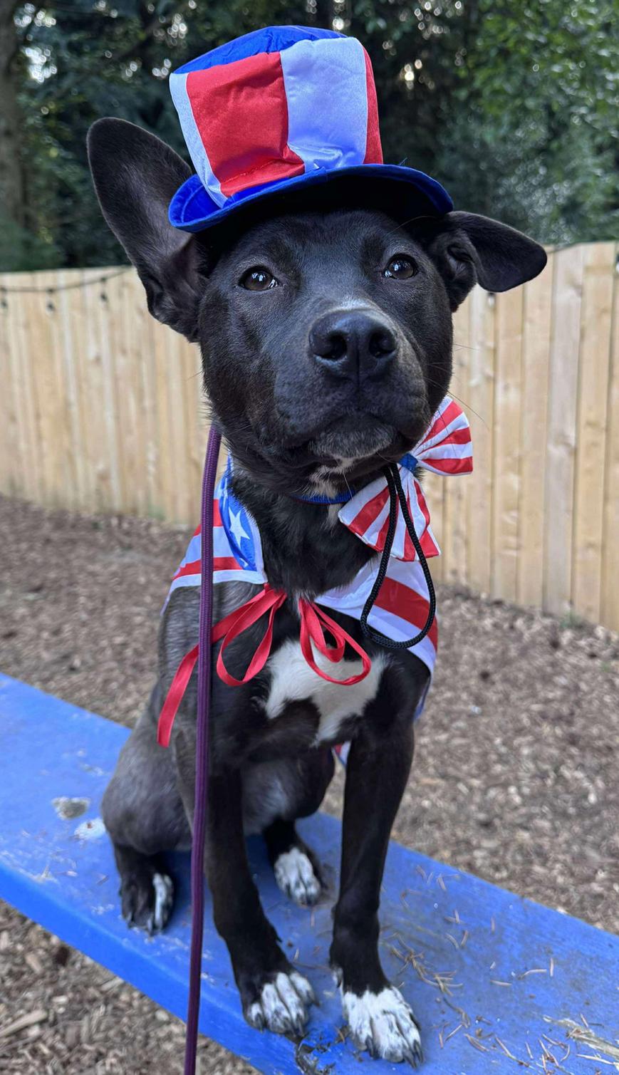 Enlarge Sadie, a Adoptable mixed breed in Bothell, WA image 2/3