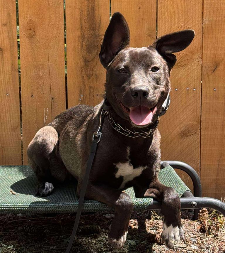 Enlarge Sadie, a Adoptable mixed breed in Bothell, WA image 3/3