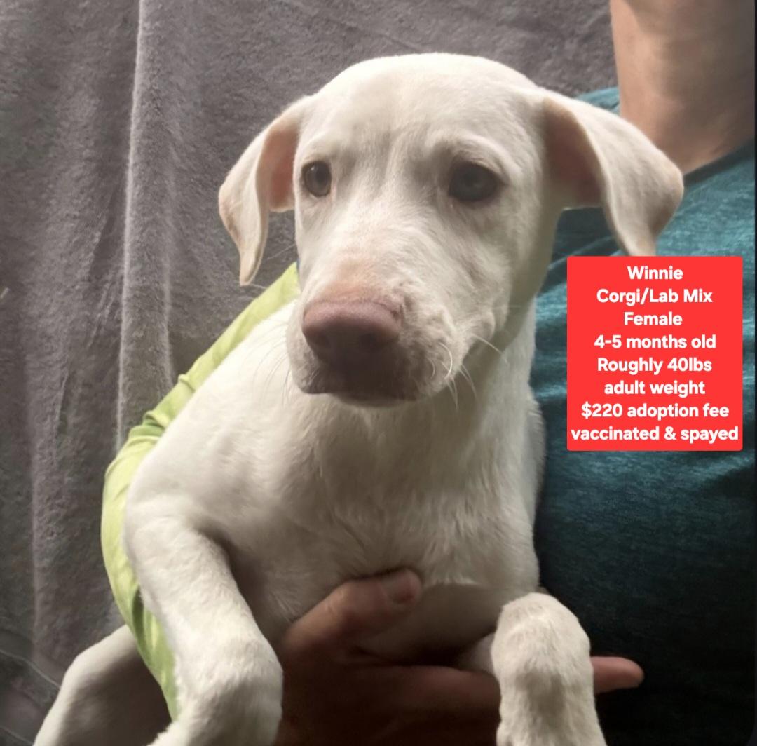 Winnie, Adoptable, Puppy Female Corgi & Labrador Retriever.