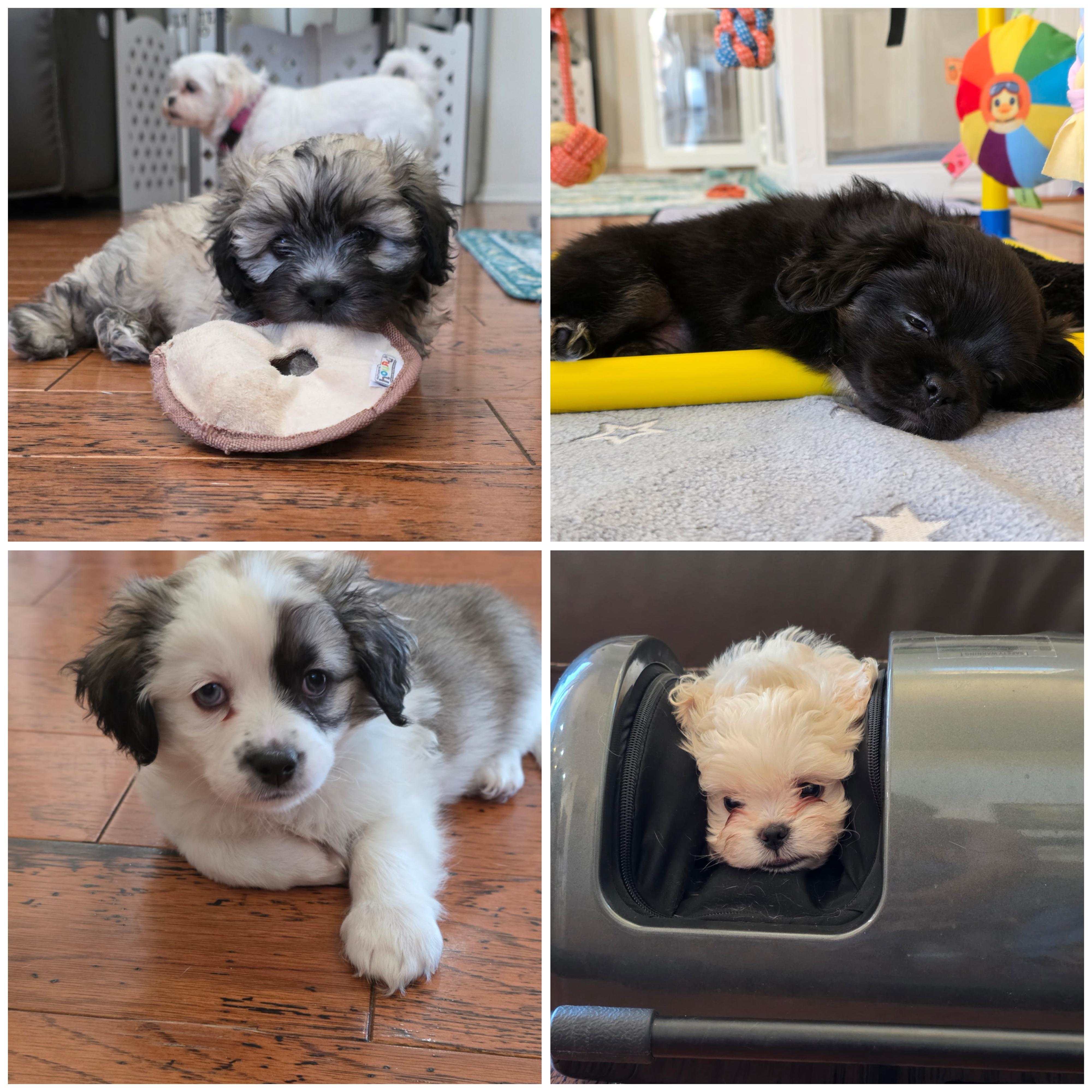 Enlarge Apollo, a Adoptable mixed breed in Rancho Santa Fe, CA image 4/4