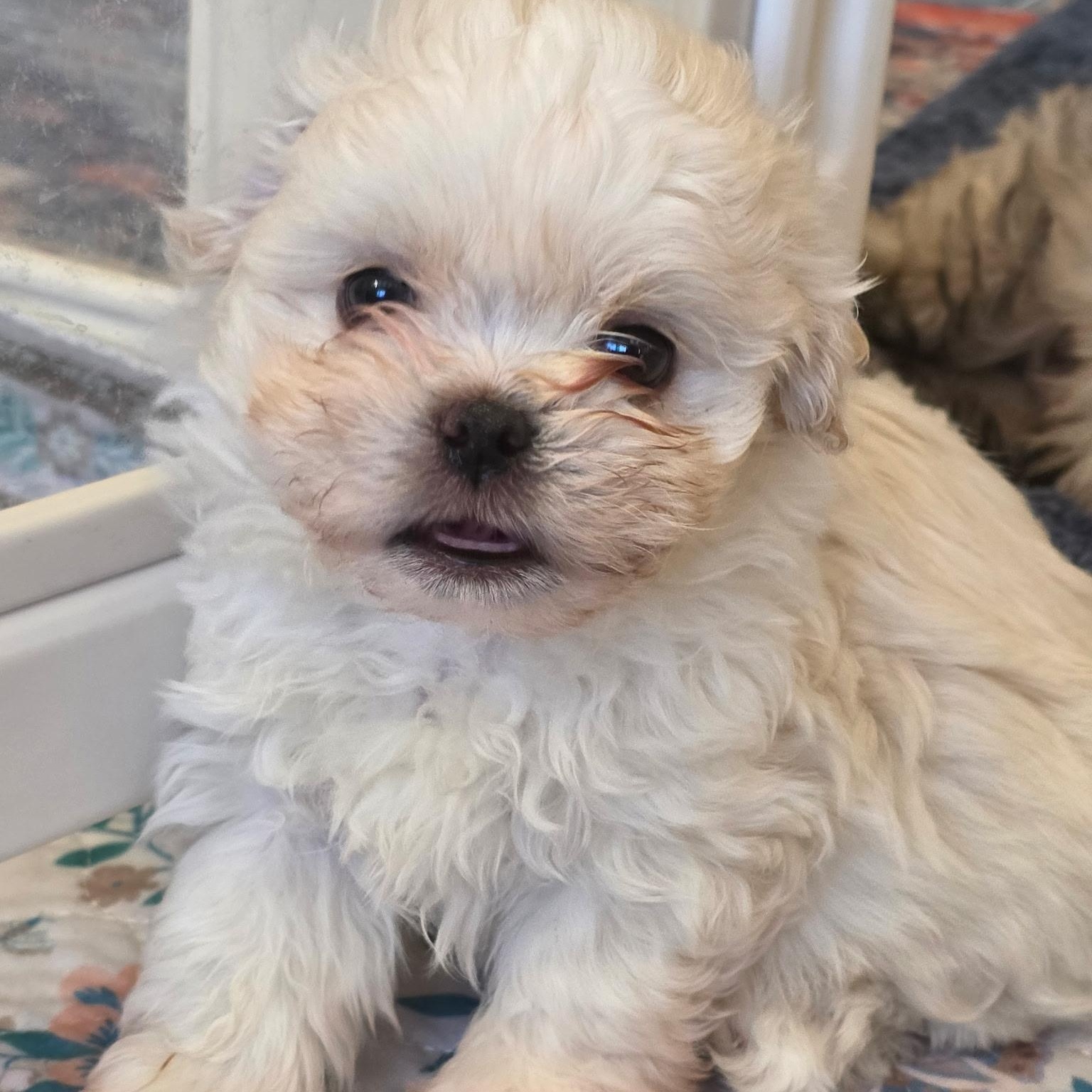 Enlarge Apollo, a Adoptable mixed breed in Rancho Santa Fe, CA image 2/4