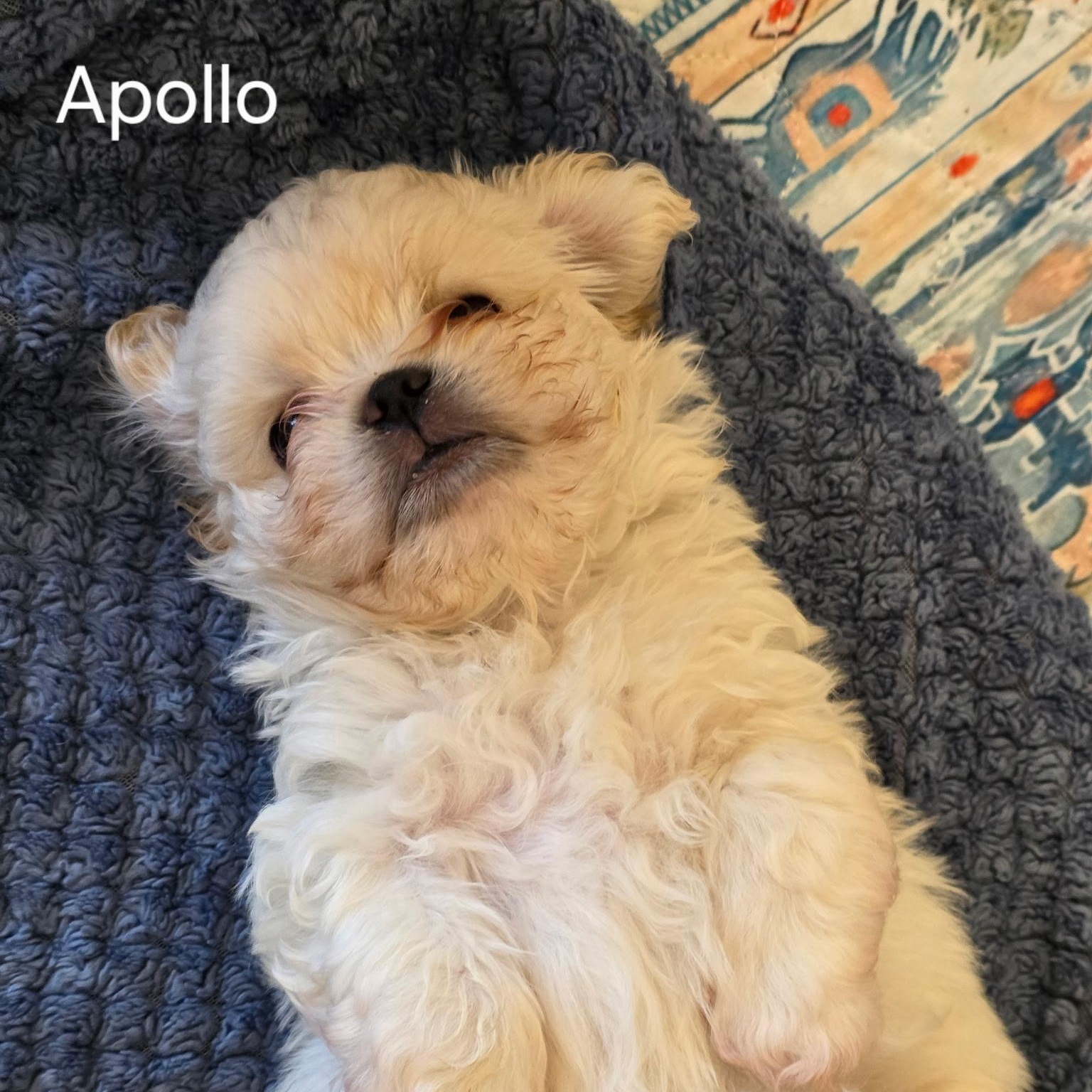 Apollo, Adoptable, Puppy Male Shih Tzu.