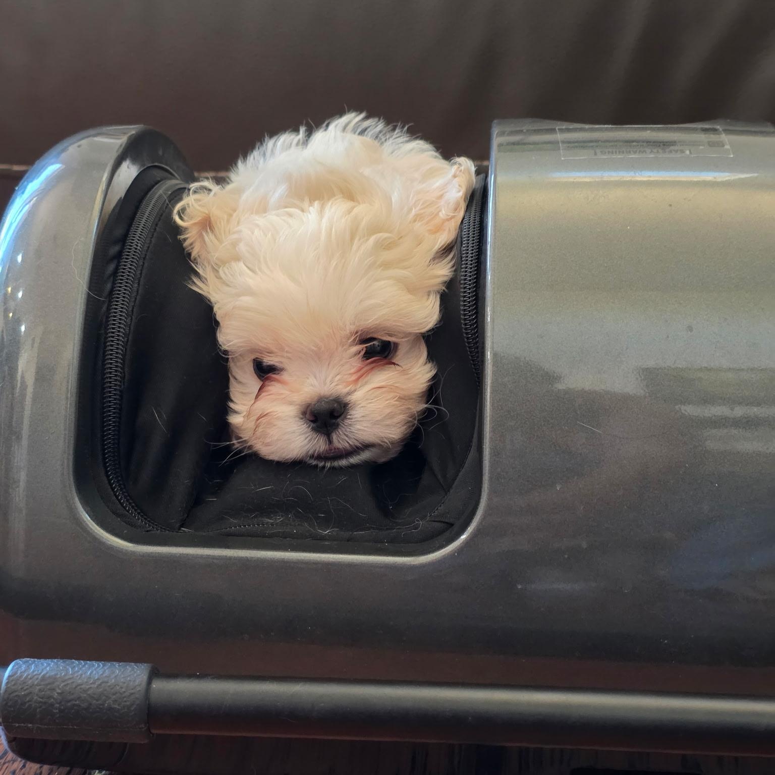 Enlarge Apollo, a Adoptable mixed breed in Rancho Santa Fe, CA image 3/4