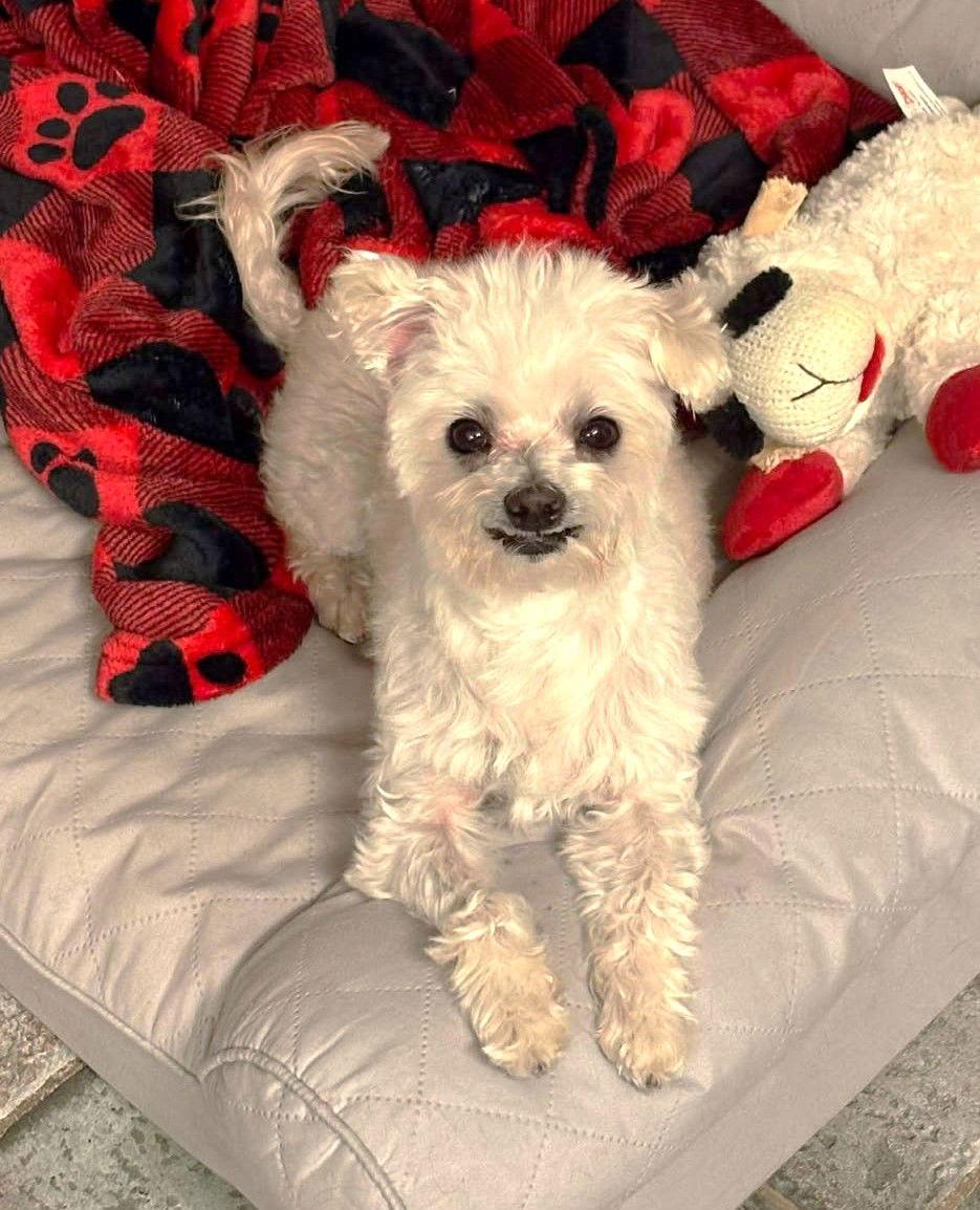 Enlarge Poki TX, a Adopted Maltese in Boonton, NJ image 2/3