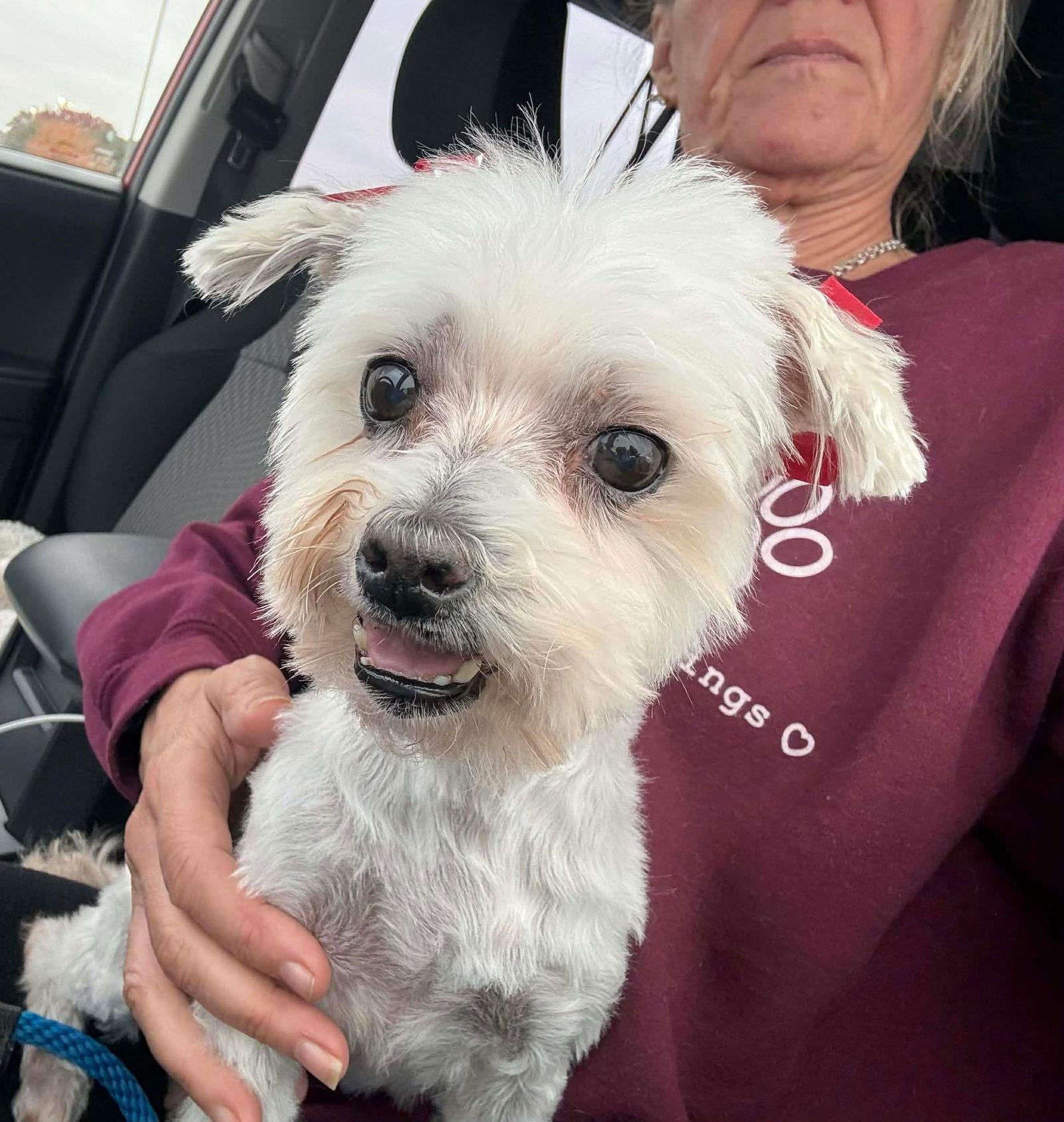 Enlarge Poki TX, a Adopted Maltese in Boonton, NJ image 3/3