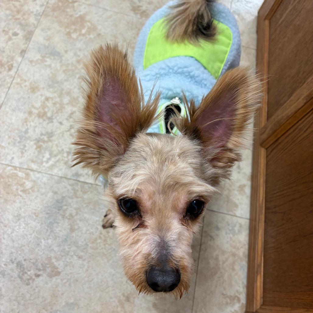 Squirtle thumbnail 4