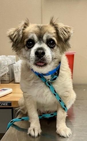 Berenstein, an adoptable Pekingese, Chihuahua in Newport Beach, CA, 92660 | Photo Image 3