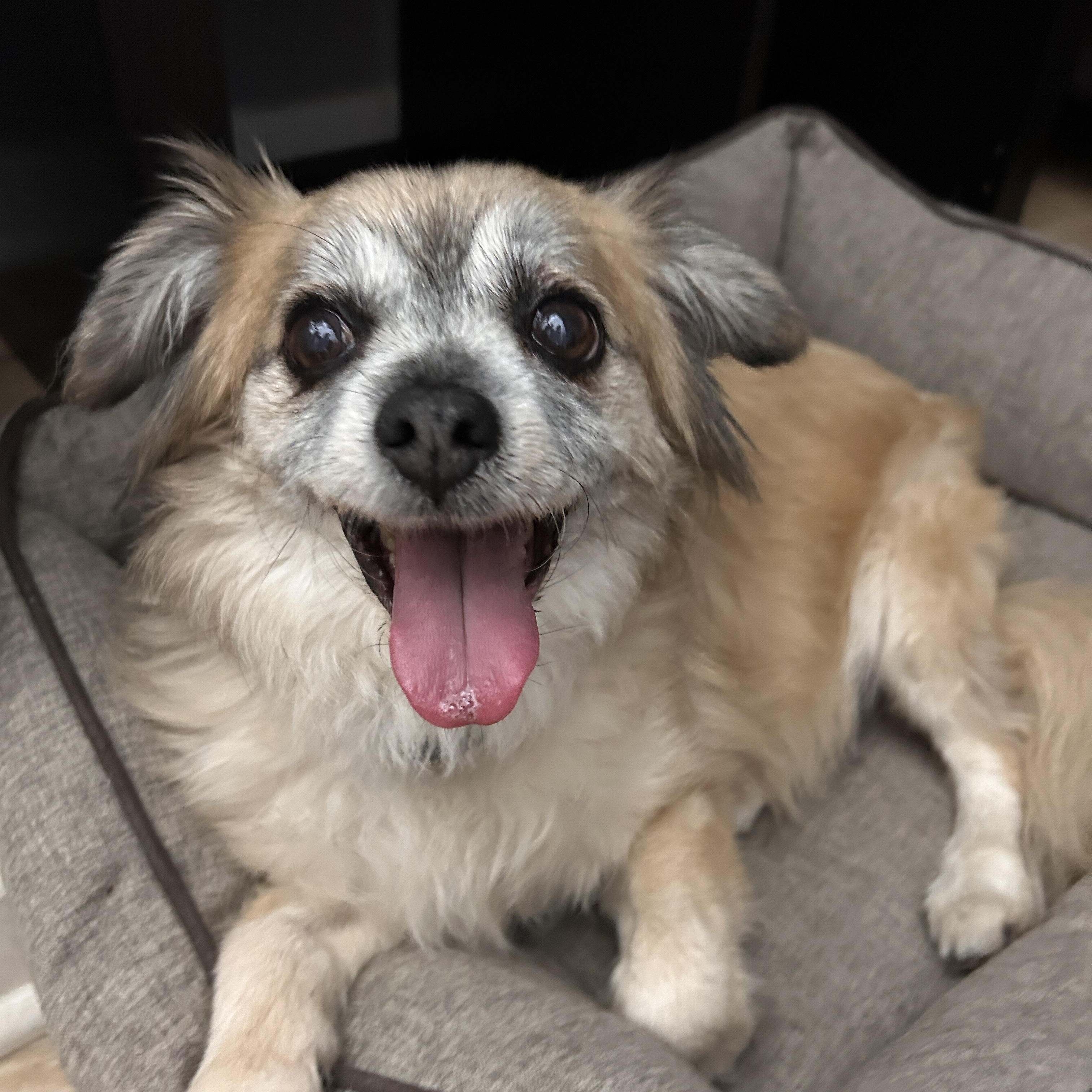 Berenstein, an adoptable Pekingese, Chihuahua in Newport Beach, CA, 92660 | Photo Image 1