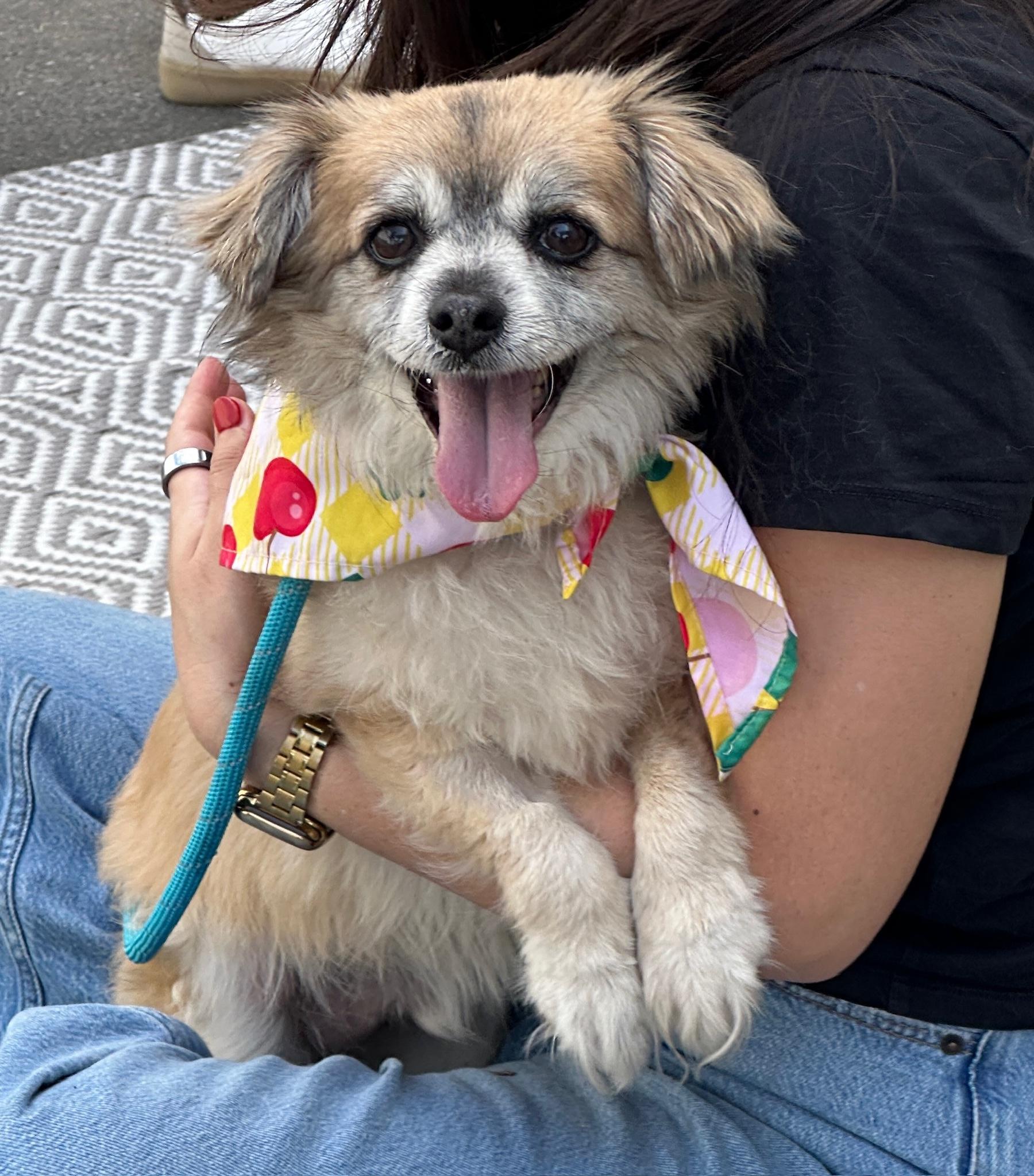 Berenstein, an adoptable Pekingese, Chihuahua in Newport Beach, CA, 92660 | Photo Image 4