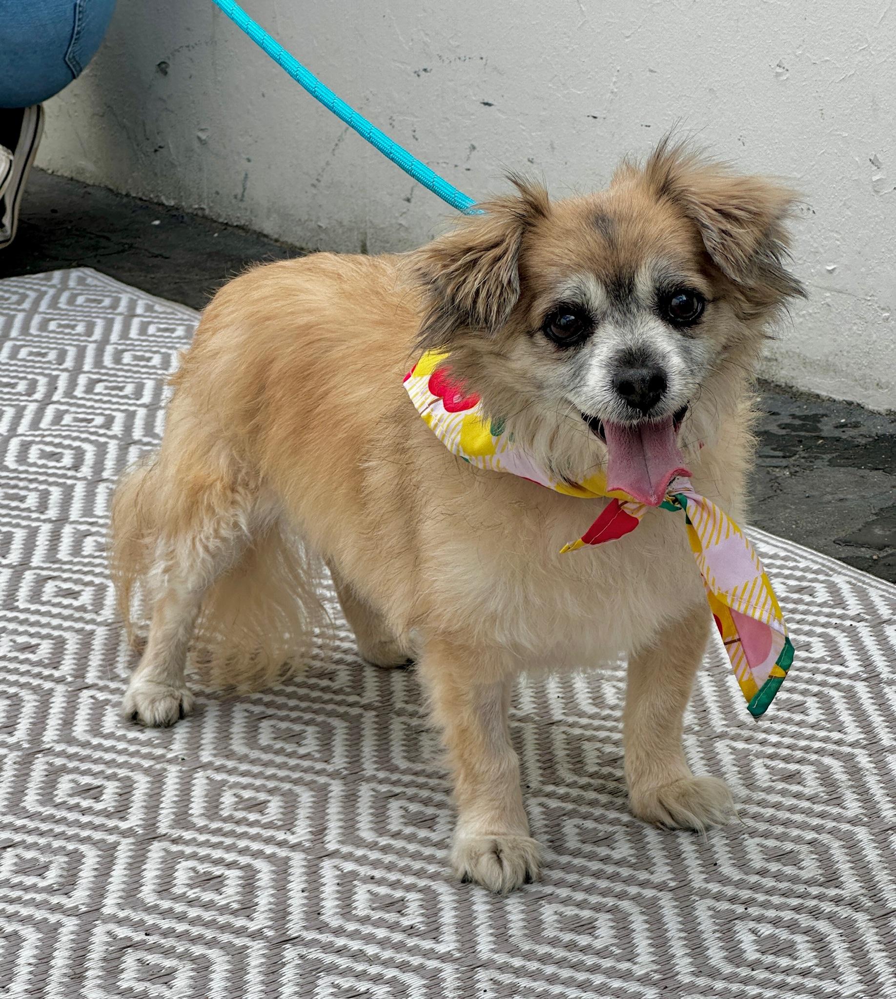 Berenstein, an adoptable Pekingese, Chihuahua in Newport Beach, CA, 92660 | Photo Image 5