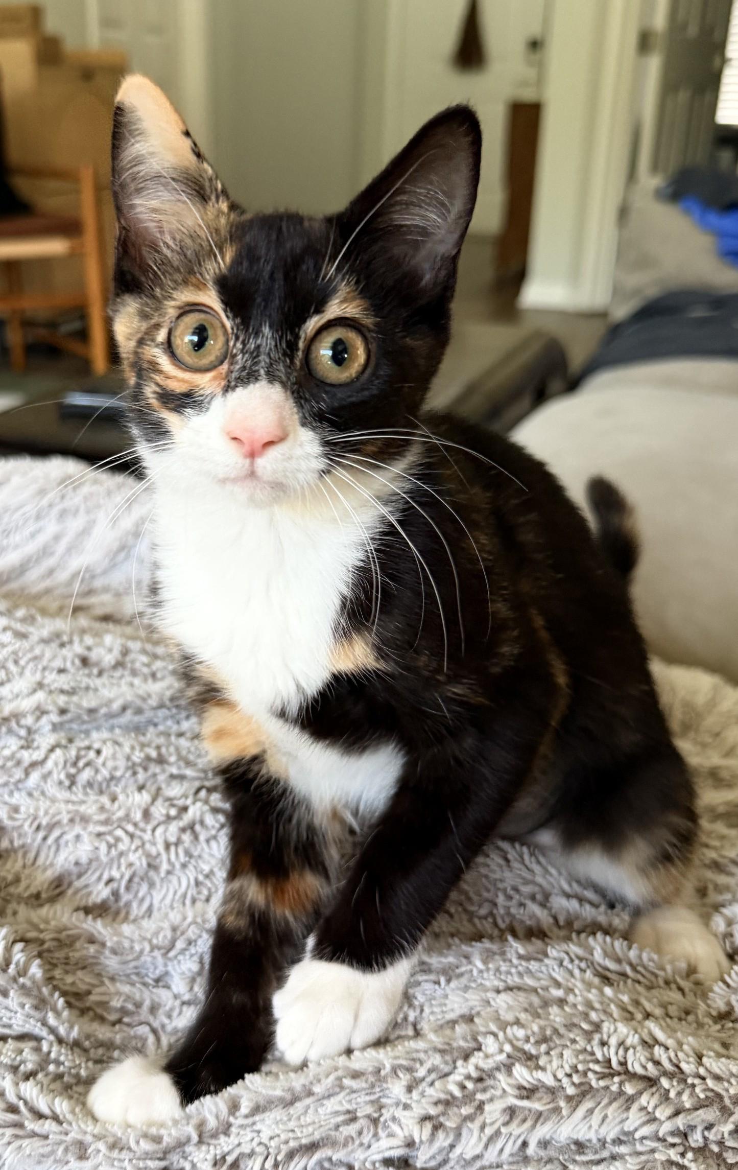 Enlarge Hyacinth, an adopted Domestic Short Hair in Lake Monroe, FL image 1/1
