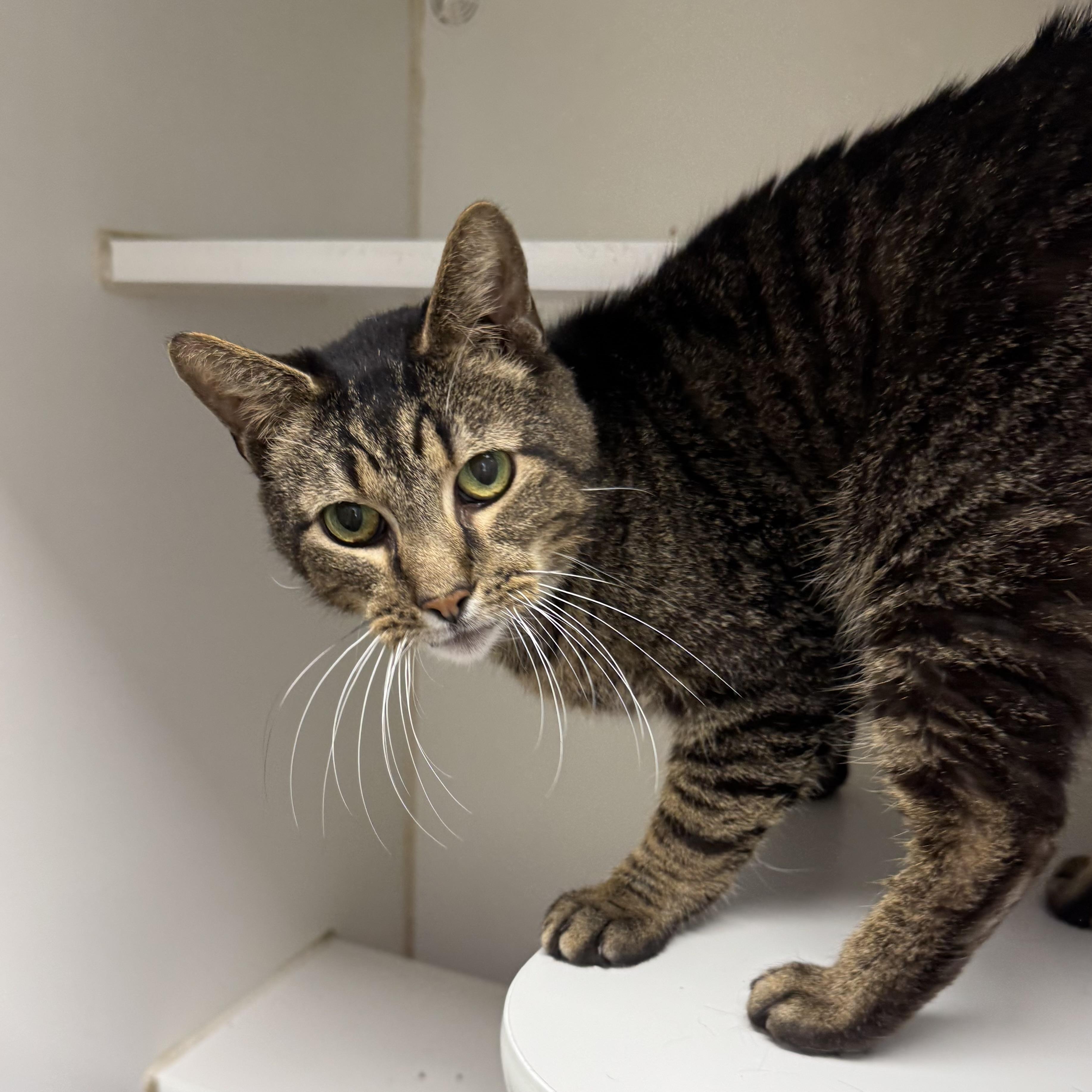 Enlarge Ronaldo, a ADOPTABLE Domestic Short Hair in Reisterstown, MD image 2/2