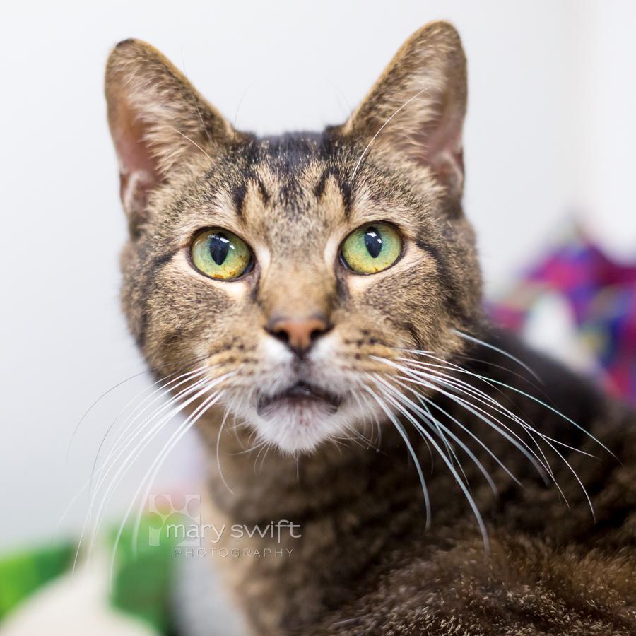 Ronaldo, ADOPTABLE, Senior Male Domestic Short Hair.