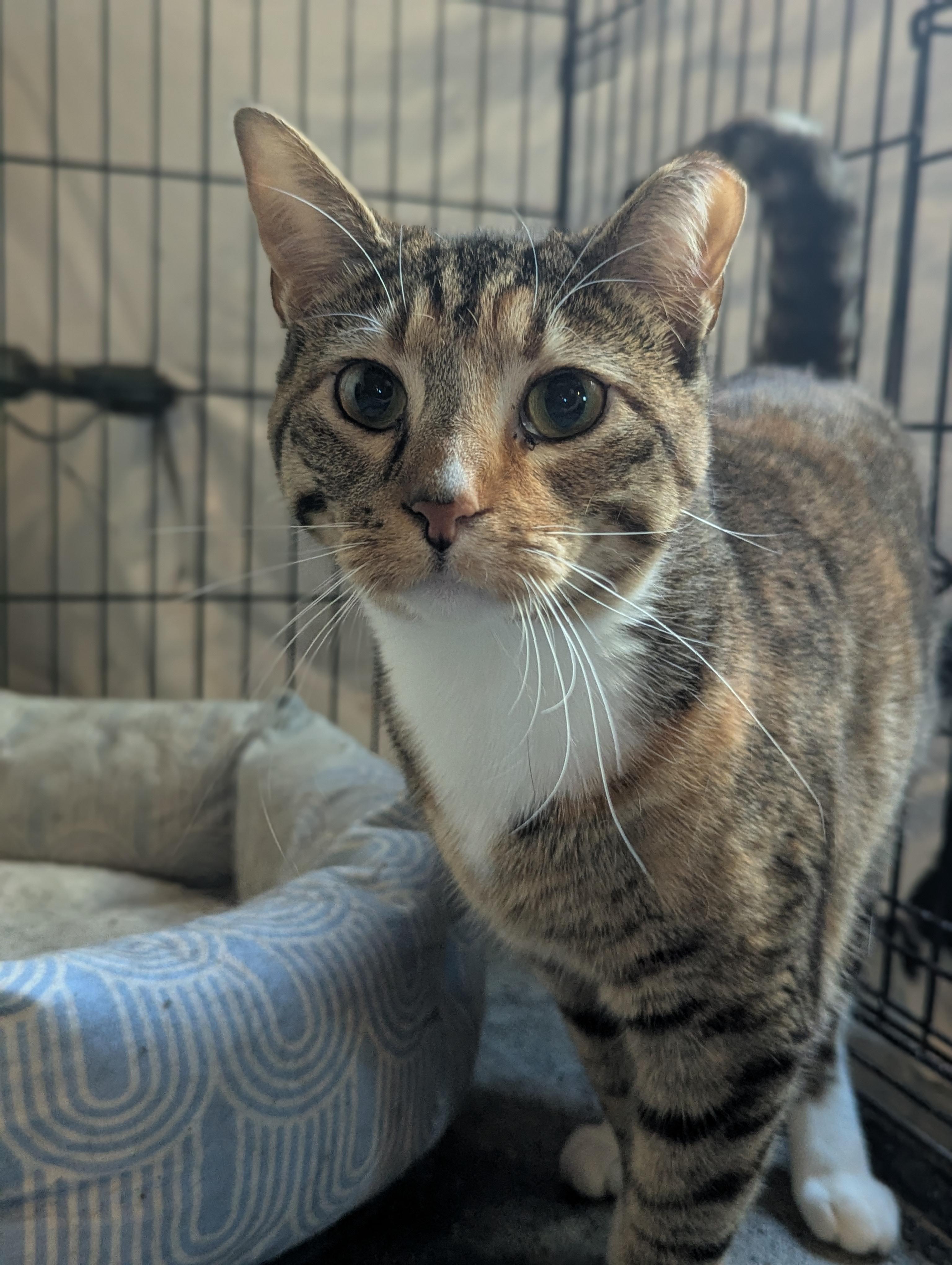 Enlarge Butter Pecan, a ADOPTABLE Domestic Short Hair in Huntley, IL image 1/1