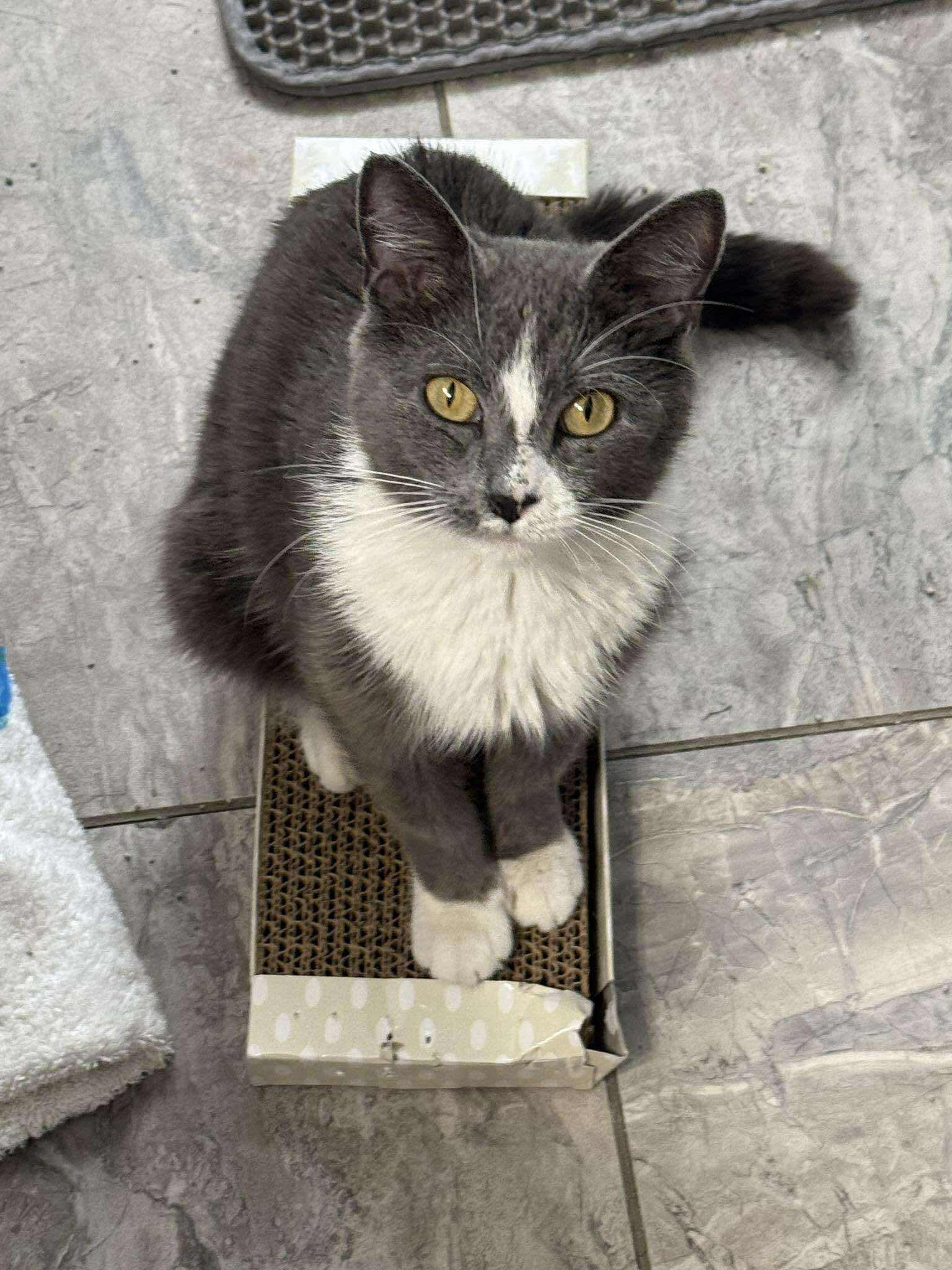 Remy, Adult Female unknown