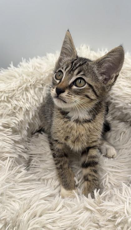 Messi, Adoptable, Young Male Domestic Short Hair & Domestic Short Hair.