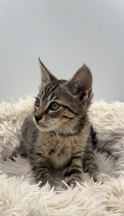 Enlarge Messi, a Adoptable mixed breed in Lawrenceville, GA image 2/2