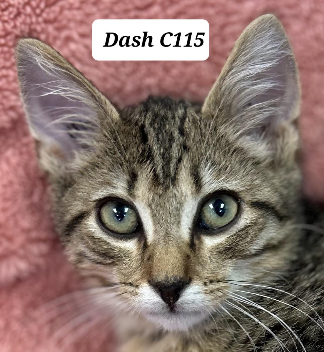 Enlarge Dash C115, a Adopted Domestic Short Hair in Morganton, NC image 1/1