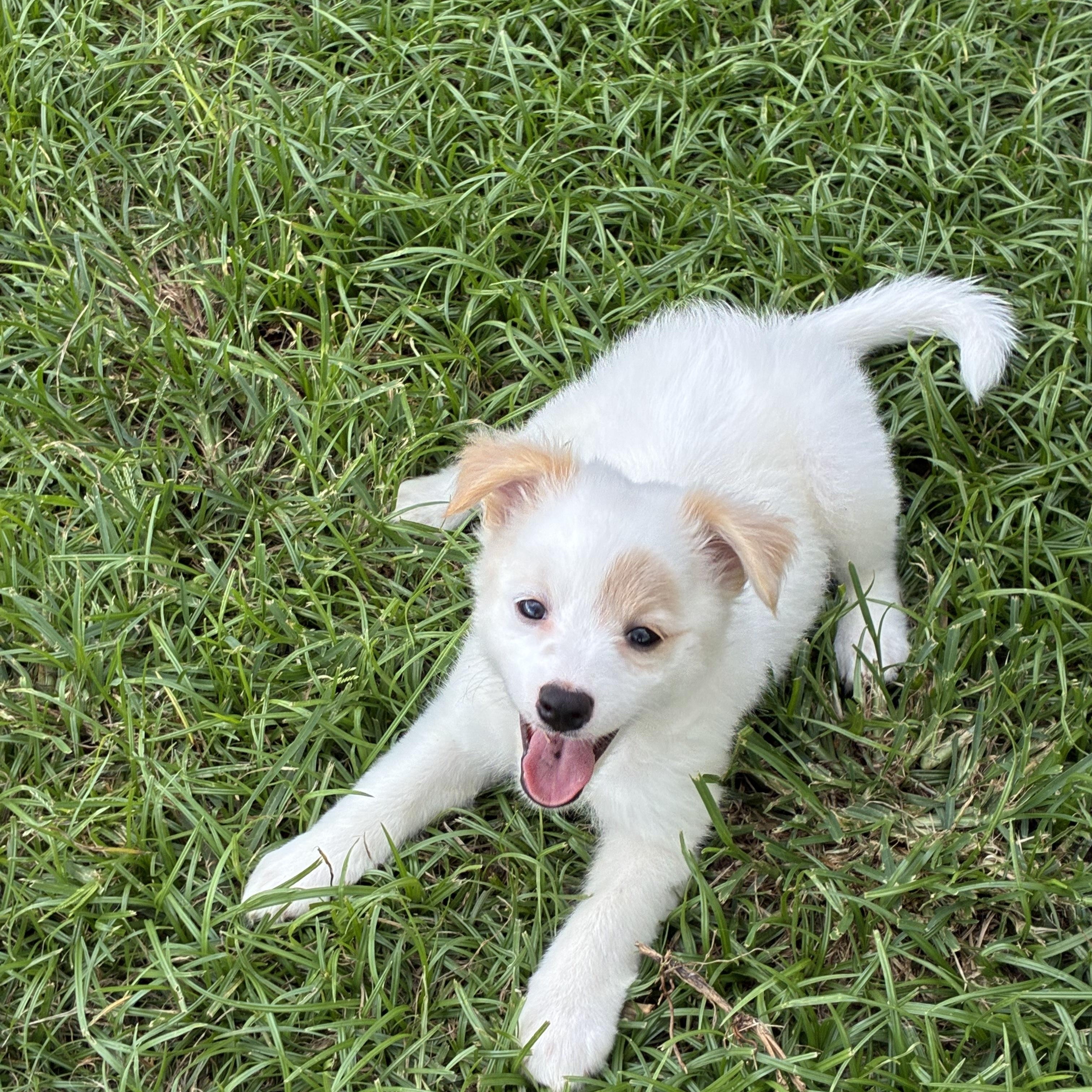 Hailey, adopted, Young Female Pomeranian.