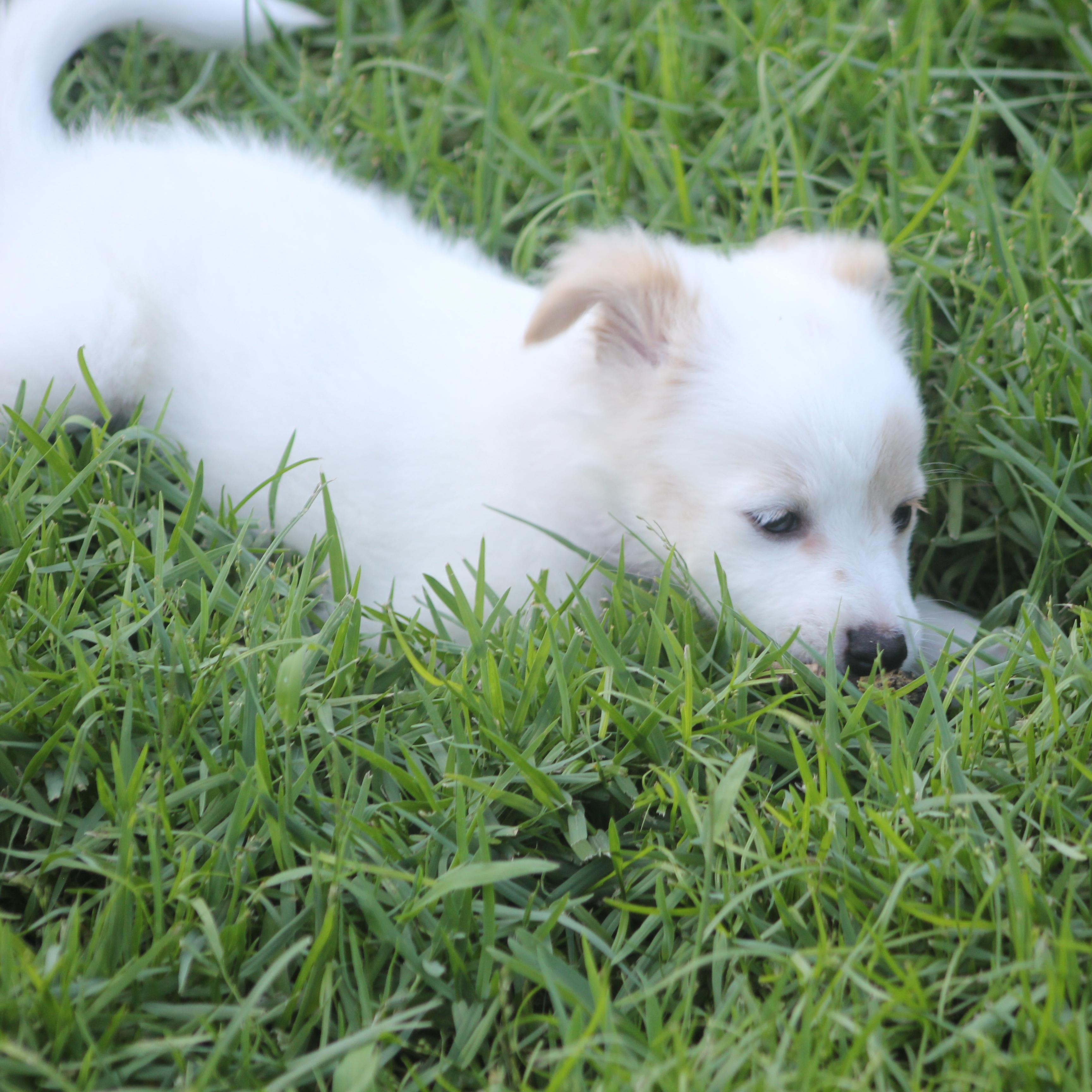 Hailey, an adopted mixed breed in Orlando, FL image 3/3