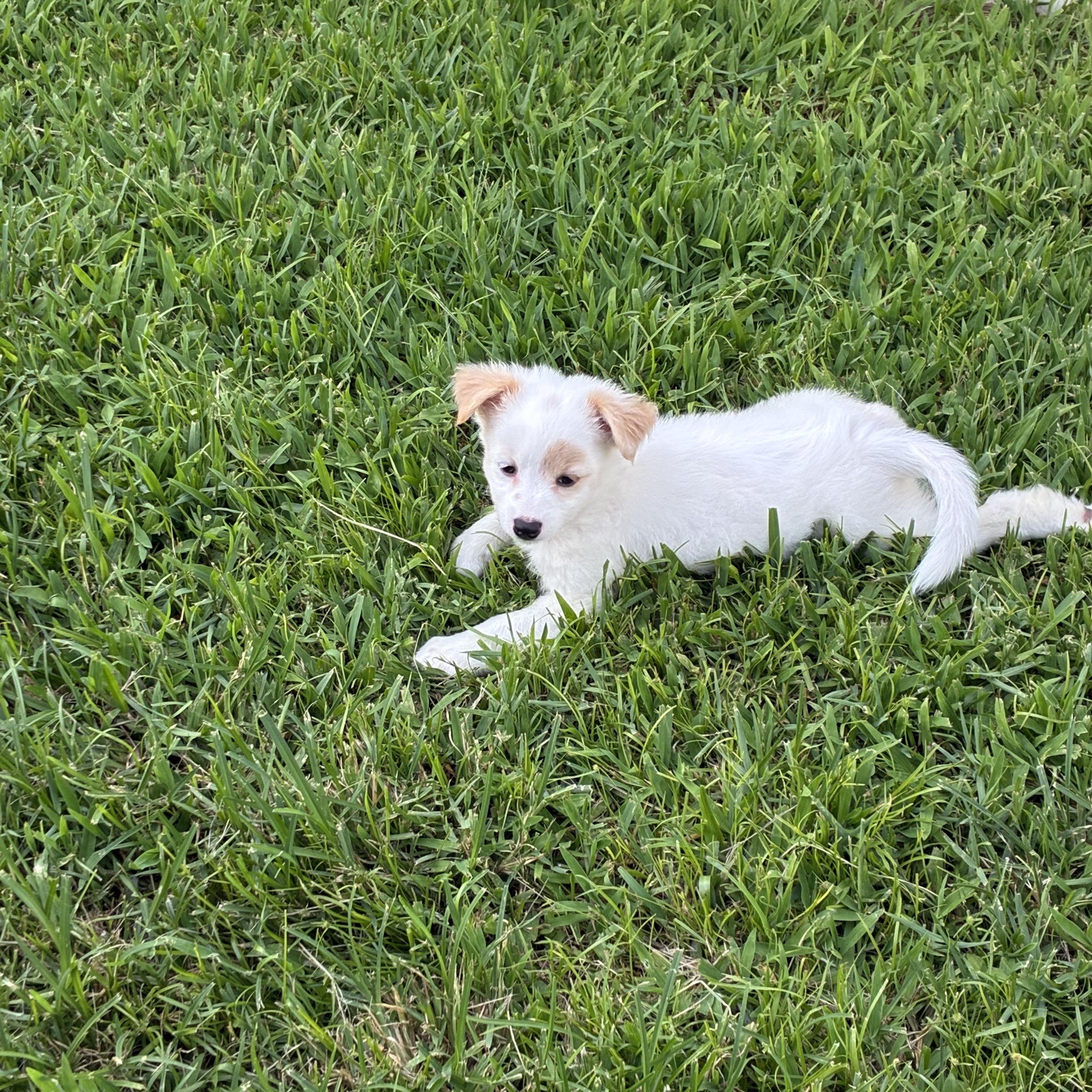 Hailey, an adopted mixed breed in Orlando, FL image 2/3