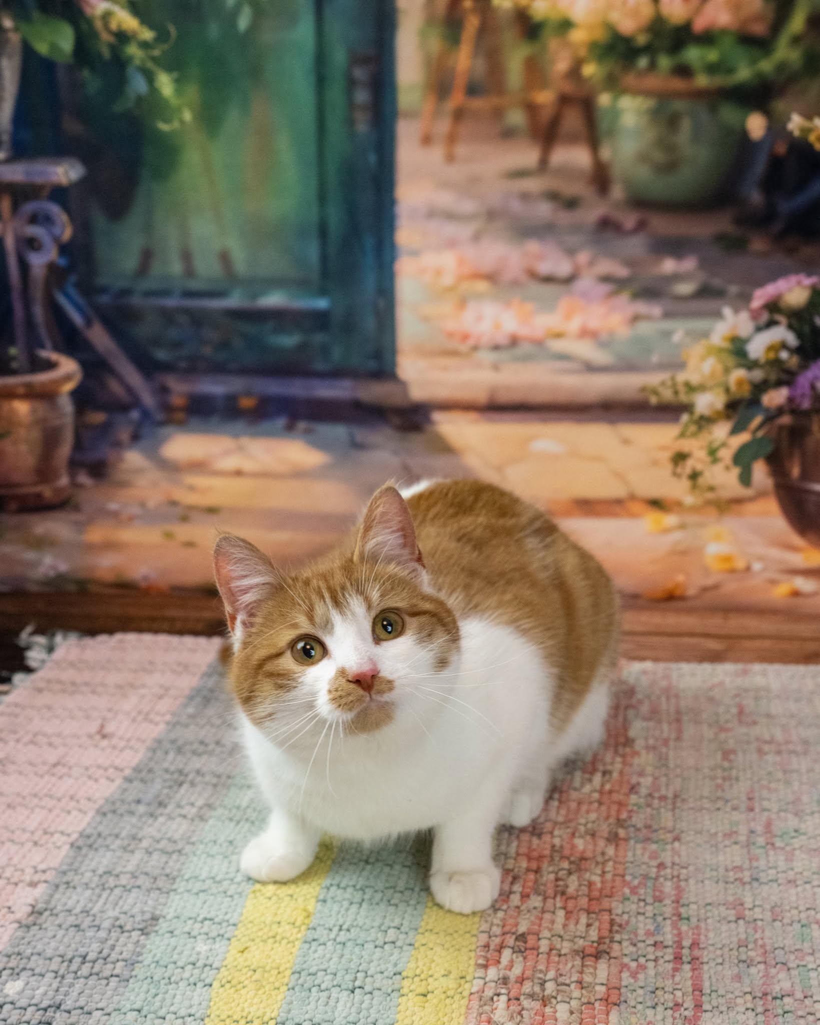 Enlarge Tiberious, a ADOPTABLE Domestic Short Hair in Lapeer, MI image 4/4