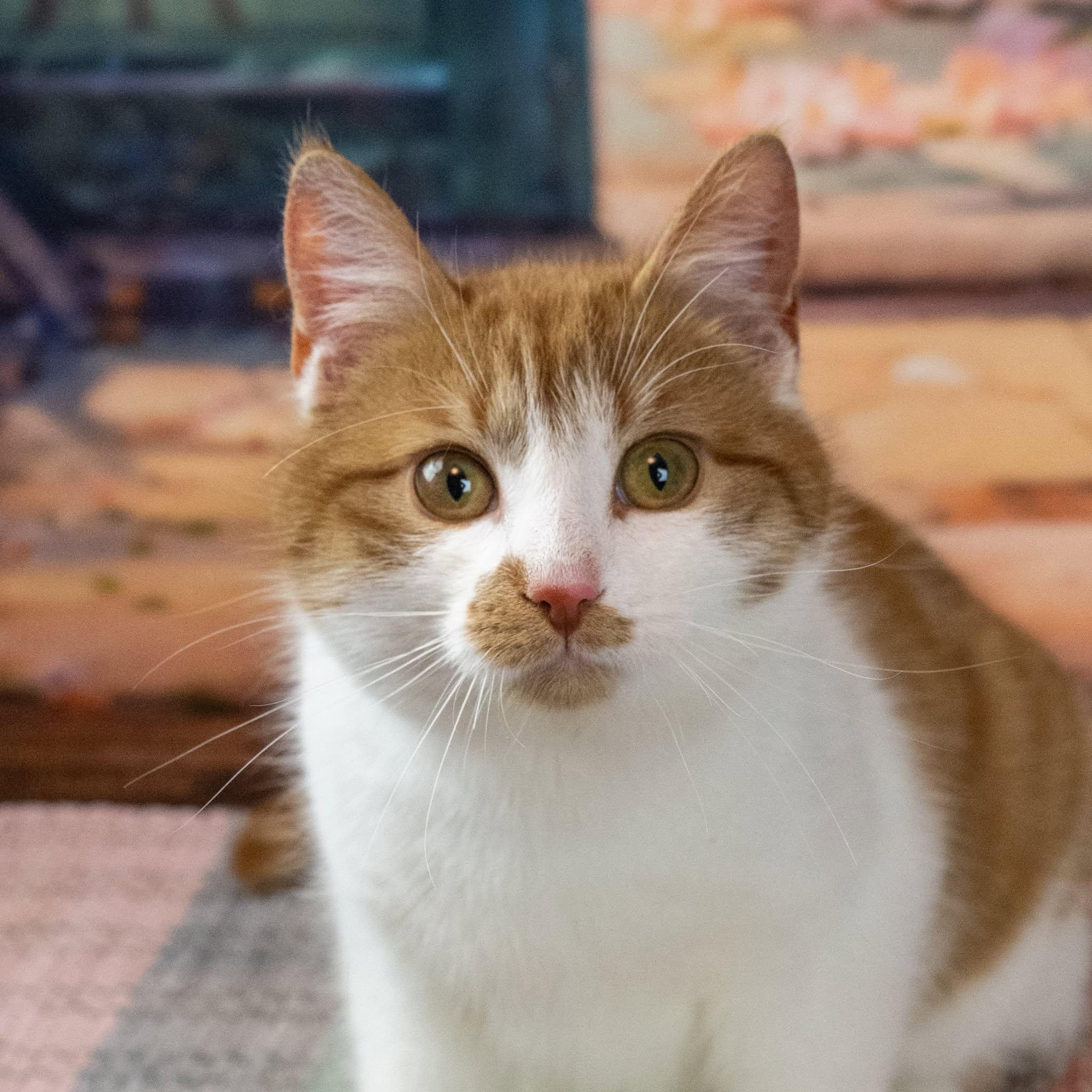 Enlarge Tiberious, a ADOPTABLE Domestic Short Hair in Lapeer, MI image 3/4