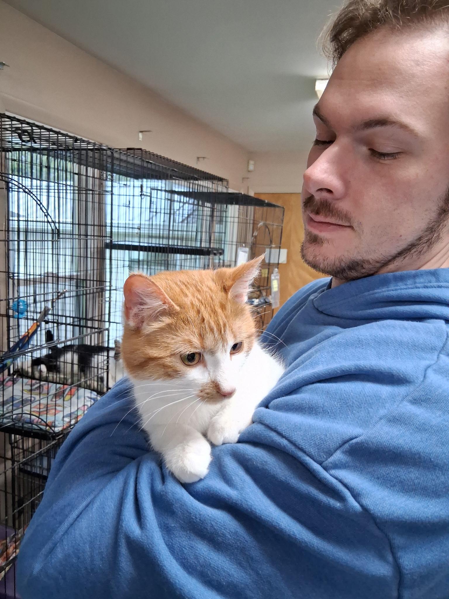 Enlarge Tiberious, a ADOPTABLE Domestic Short Hair in Lapeer, MI image 2/4