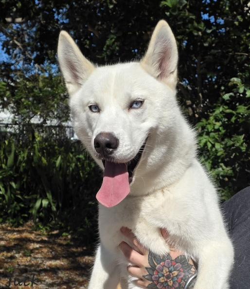 Enlarge Jack, an adopted Husky in Key Largo, FL image 1/5