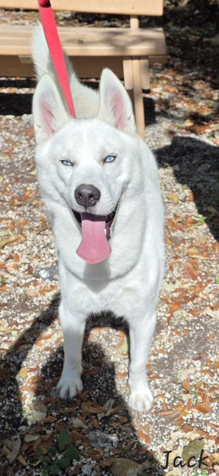 Enlarge Jack, an adopted Husky in Key Largo, FL image 4/5
