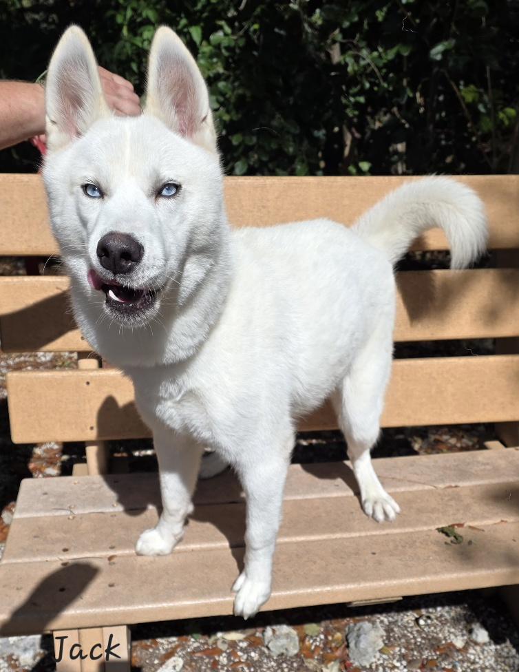 Enlarge Jack, an adopted Husky in Key Largo, FL image 3/5