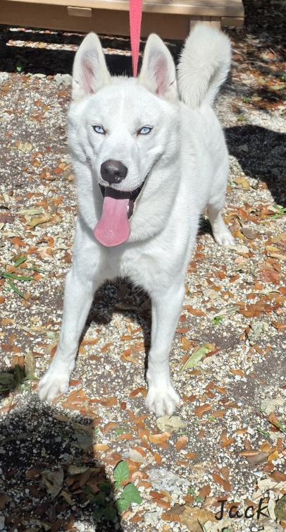 Enlarge Jack, an adopted Husky in Key Largo, FL image 2/5