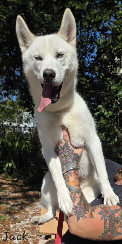 Enlarge Jack, an adopted Husky in Key Largo, FL image 5/5