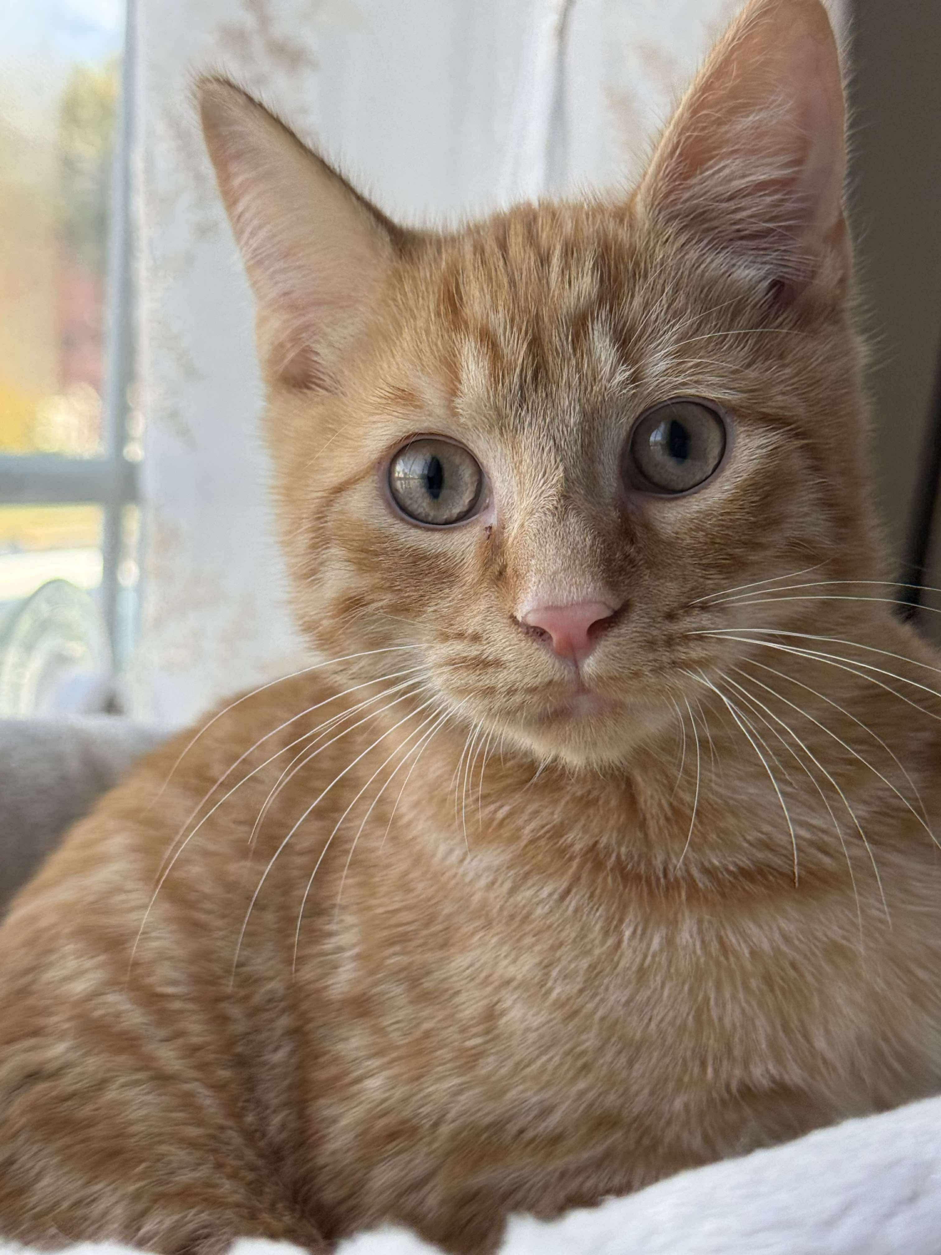 Enlarge Canelo, an adopted Domestic Short Hair in East Orange, NJ image 2/4