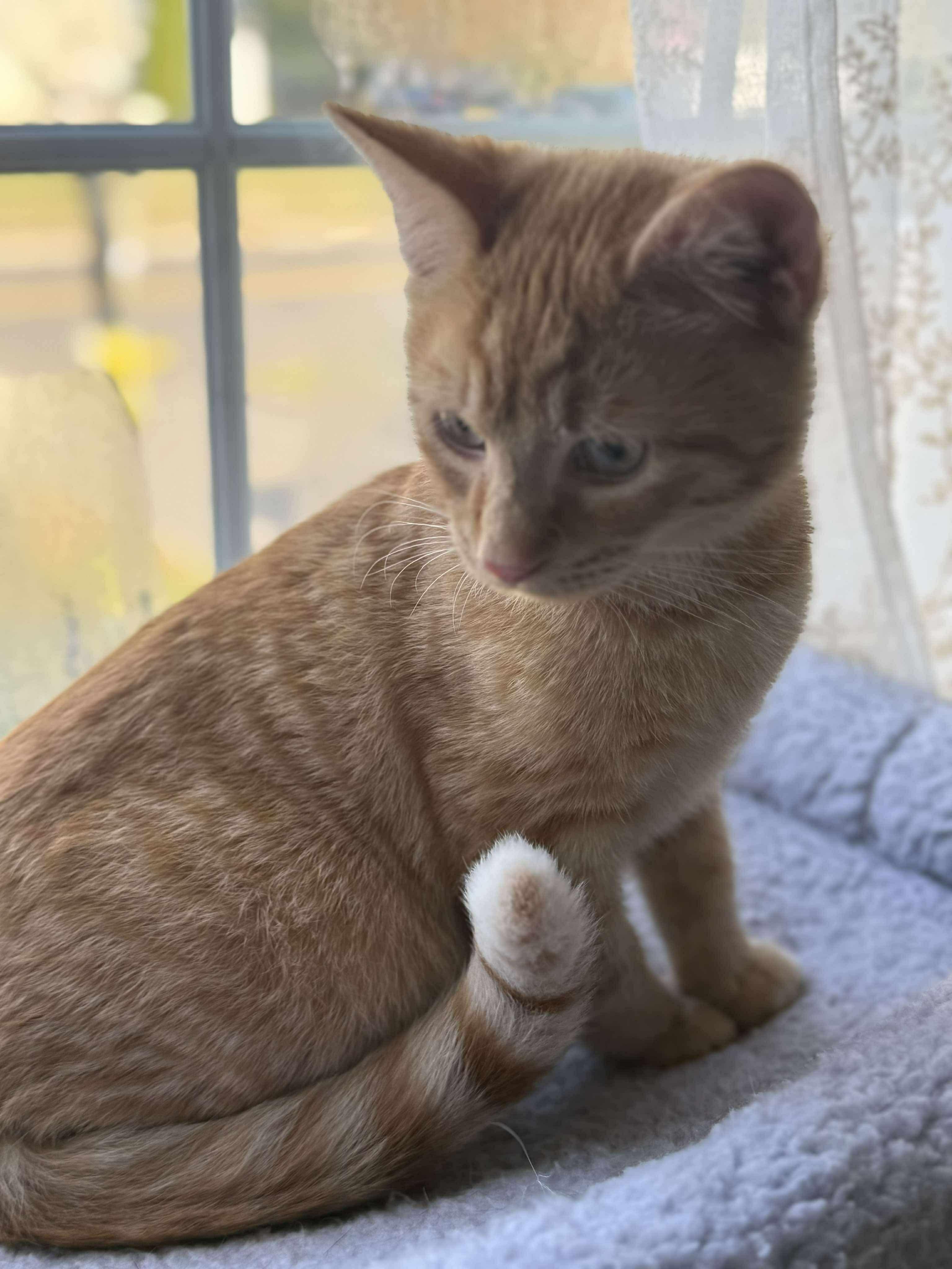 Enlarge Canelo, an adopted Domestic Short Hair in East Orange, NJ image 3/4