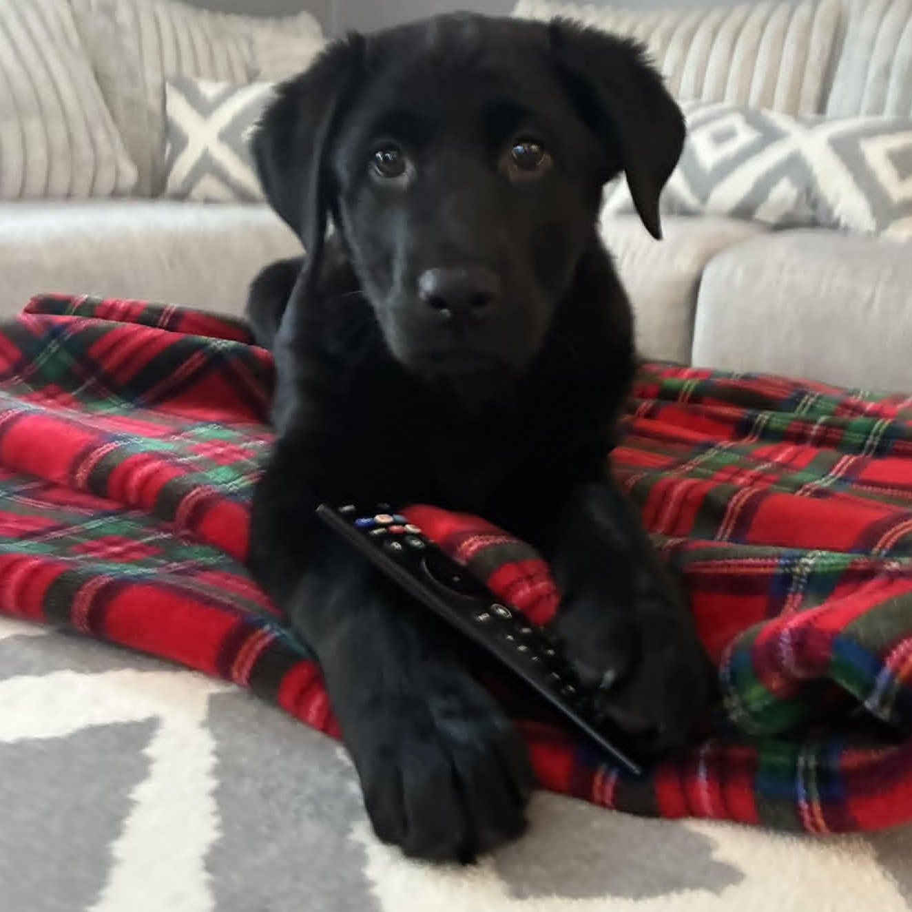 Baby, adopted, Puppy Male Labrador Retriever.