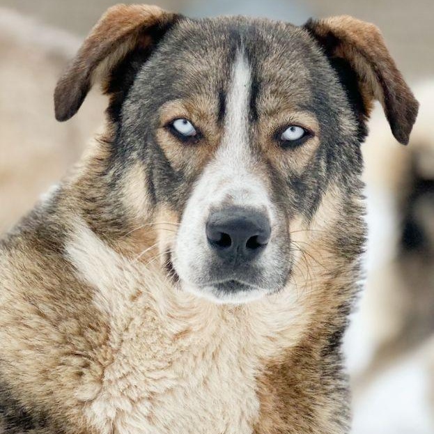 Sweet Sting from Azerbaijan!, Young Male Canaan Dog