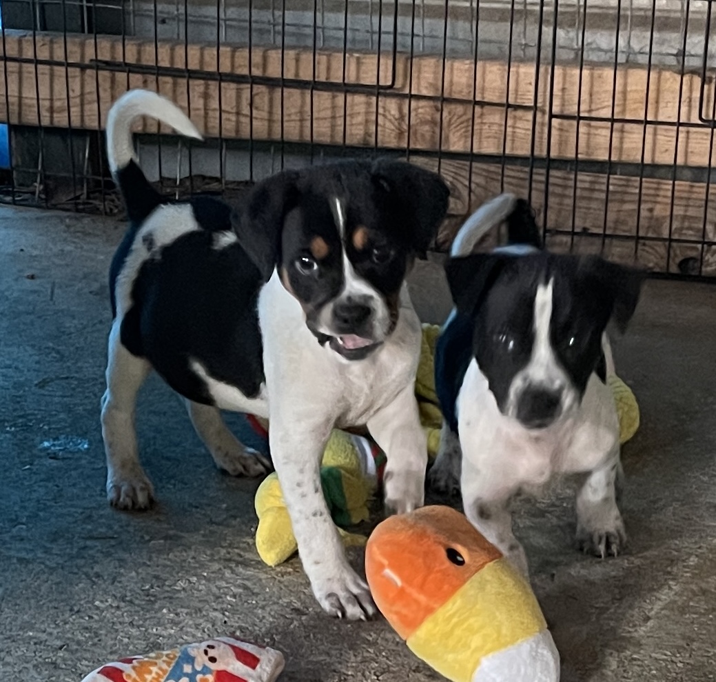 Dog for adoption Chuckles & Knuckles, a Border Collie Mix in Cairo