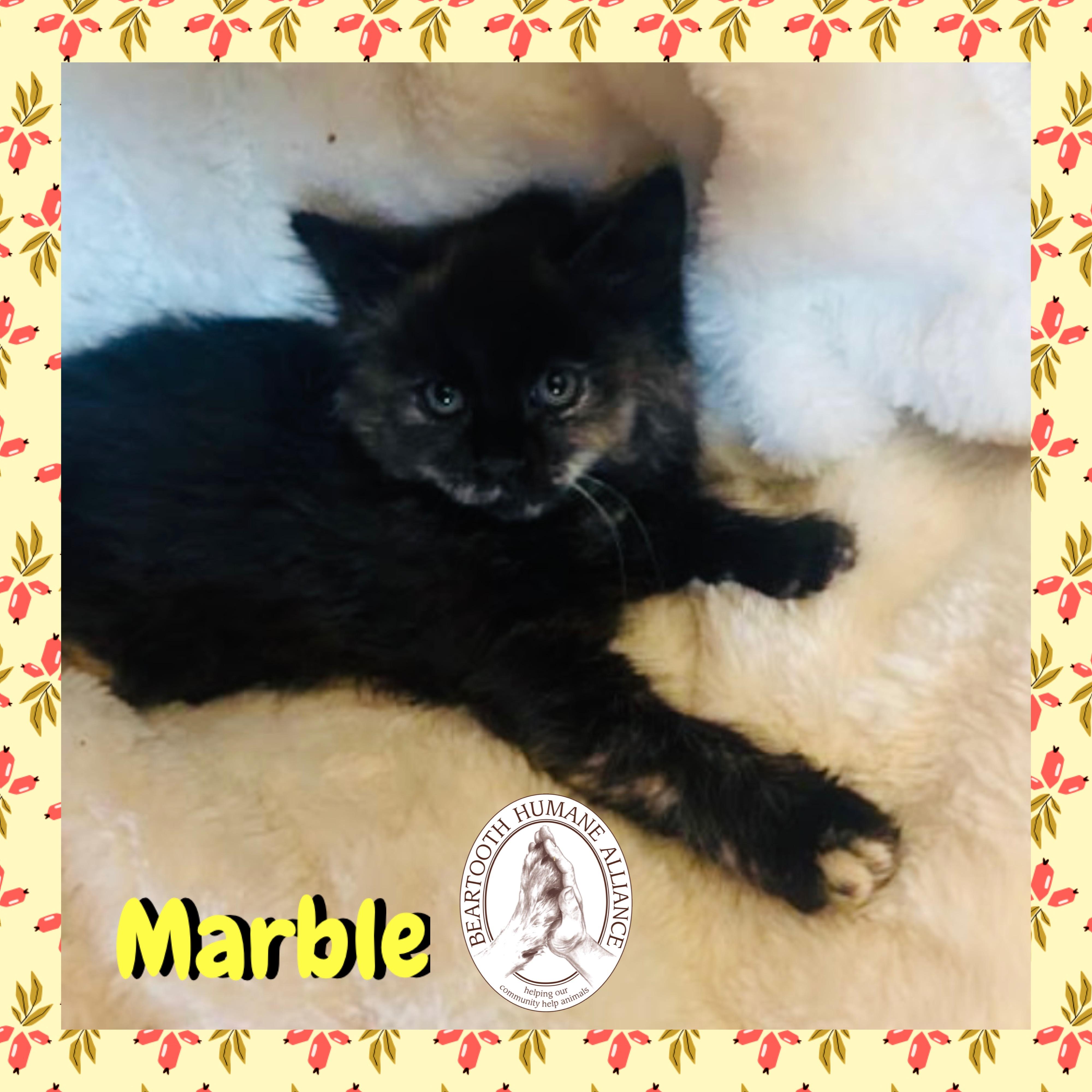 Marble, Adoptable, Kitten Female Domestic Long Hair.