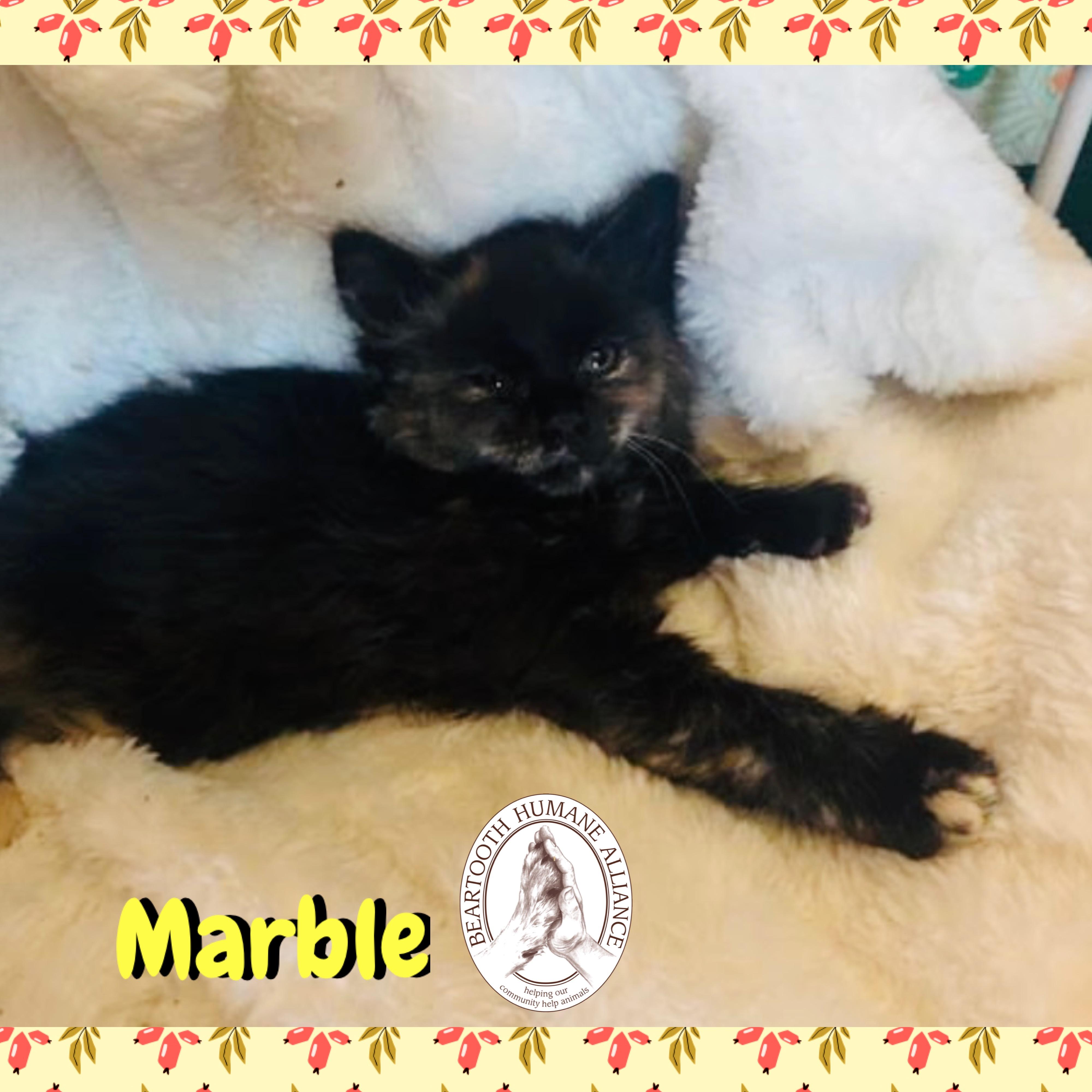 Marble, a Adoptable mixed breed in Red Lodge, MT image 2/2