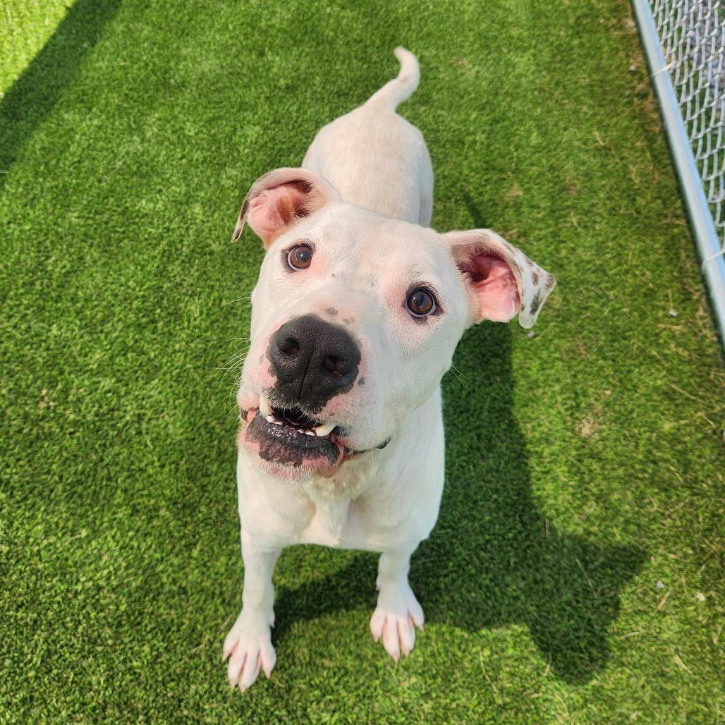 Specter, Adoptable, Young Male Boxer.