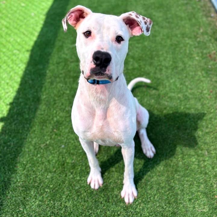 Enlarge Specter, a Adoptable mixed breed in Binghamton, NY image 2/5