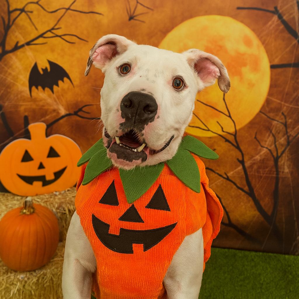 Enlarge Specter, a Adoptable mixed breed in Binghamton, NY image 3/5