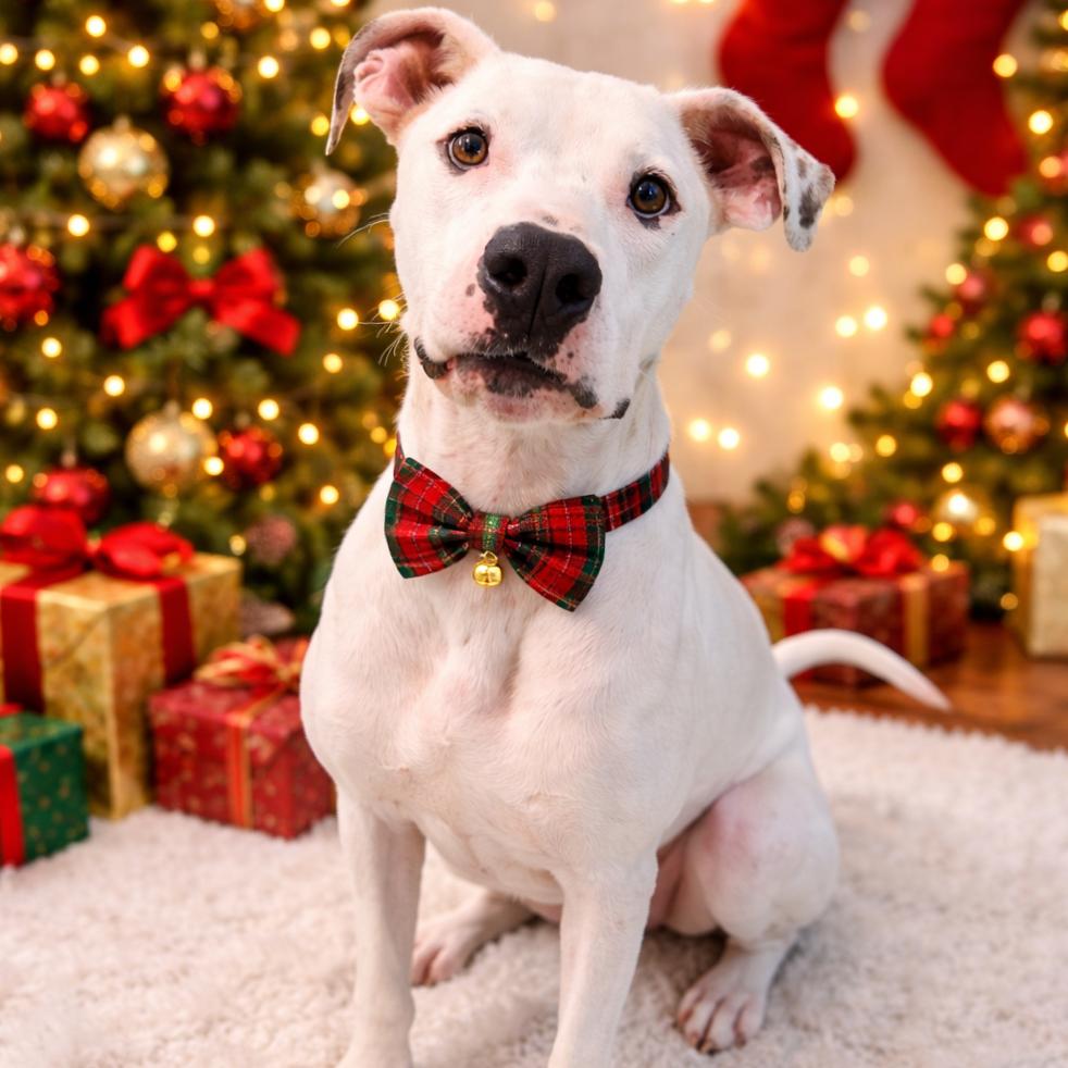 Enlarge Specter, a Adoptable mixed breed in Binghamton, NY image 4/6