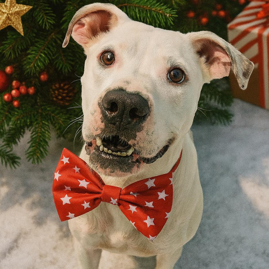 Enlarge Specter, a Adoptable mixed breed in Binghamton, NY image 4/5