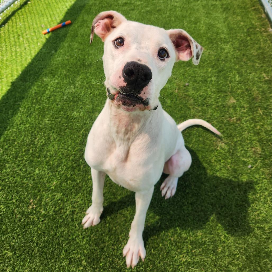 Enlarge Specter, a Adoptable mixed breed in Binghamton, NY image 5/5