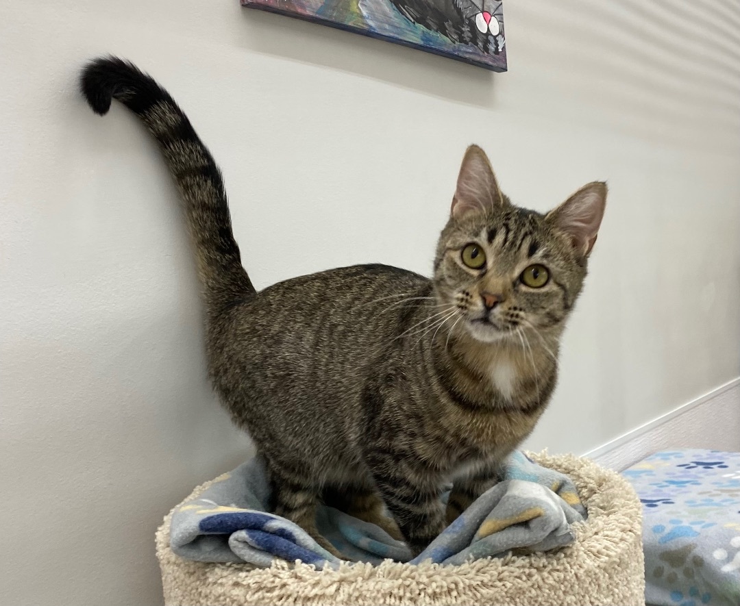 Beatrix , a Adoptable Tabby in Goshen, IN image 1/13