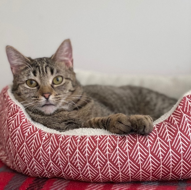 Beatrix , a Adoptable Tabby in Goshen, IN image 2/13