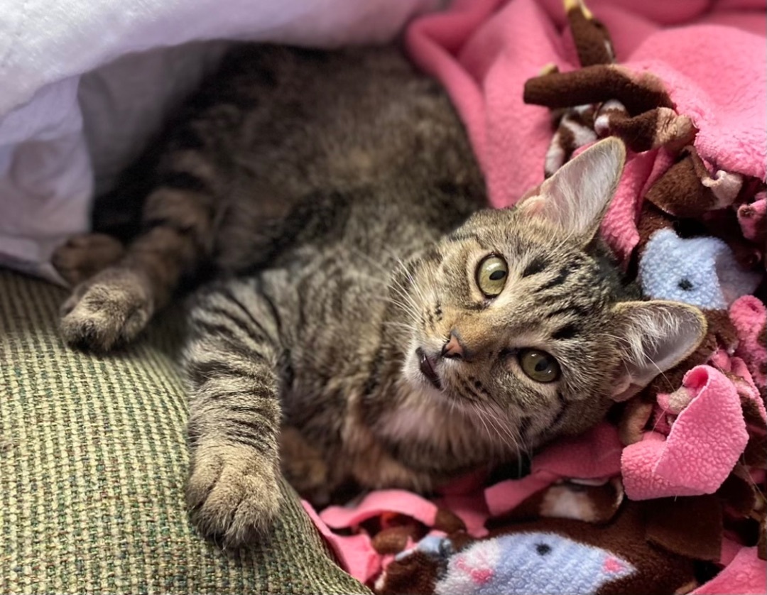Beatrix , a Adoptable Tabby in Goshen, IN image 3/13
